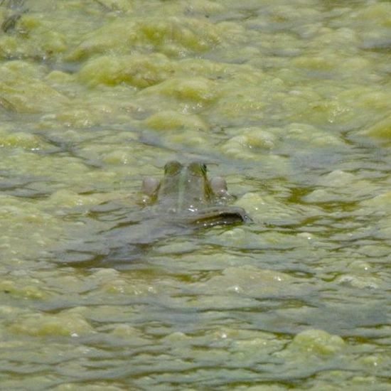 Wasserfrösche: Tier im Habitat Künstliches Süßwasser in der NatureSpots App