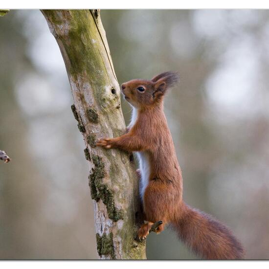 Eurasisches Eichhörnchen: Tier im Habitat Hinterhof in der NatureSpots App