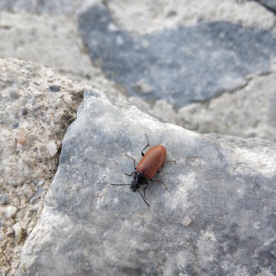 Landschaft: Meer und Küste im Habitat Felsküste in der NatureSpots App