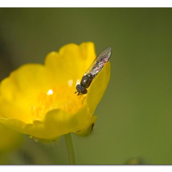 Melanostoma scalare: Animal in habitat Buffer strip in the NatureSpots App