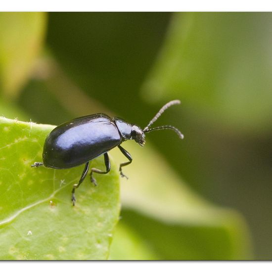 Blauer Erlenblattkäfer: Tier im Habitat Garten in der NatureSpots App