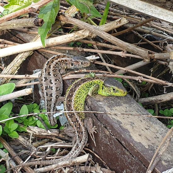 Sand lizard: Animal in habitat Garden in the NatureSpots App