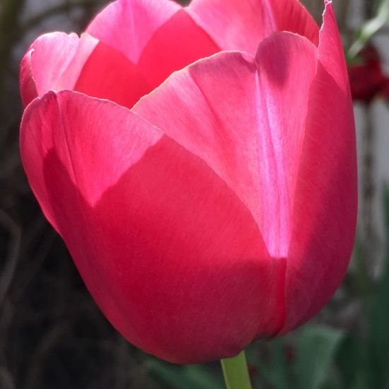 Tulpen: Pflanze im Habitat Garten in der NatureSpots App