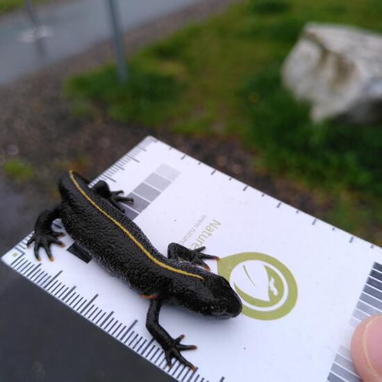 Feuersalamander: Tier im Habitat Strasse/Verkehr in der NatureSpots App