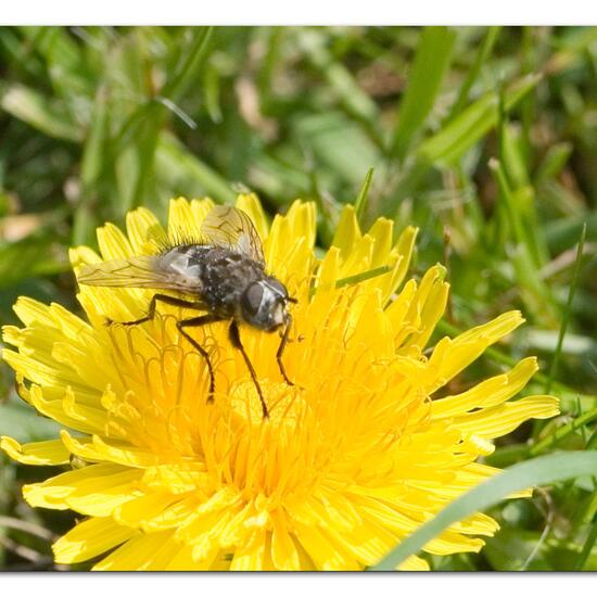 Eurithia anthophila: Tier im Habitat Garten in der NatureSpots App