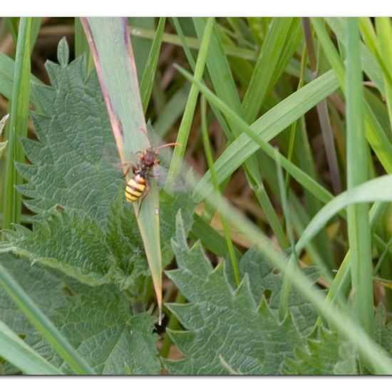 Nomada flava: Animal in habitat Road or Transportation in the NatureSpots App