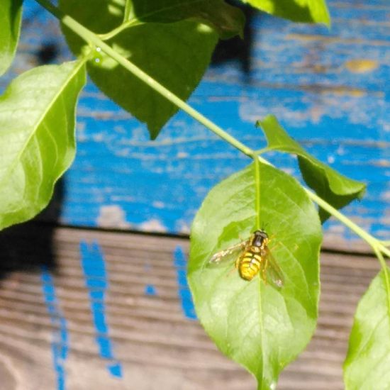 Eupeodes corollae: Tier im Habitat Ackerrandstreifen in der NatureSpots App