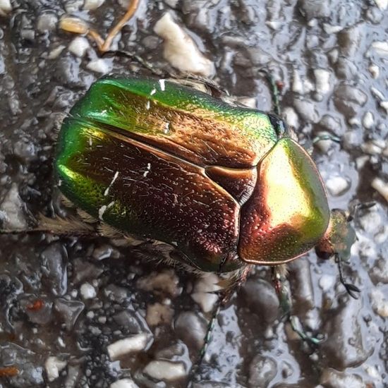 Goldglänzender Rosenkäfer: Tier im Habitat Park in der NatureSpots App