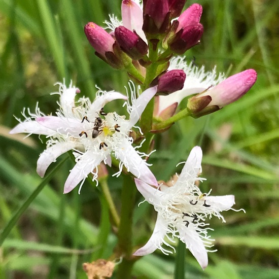 Menyanthes trifoliata: Plant in habitat Bog in the NatureSpots App