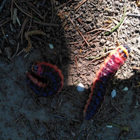 Weidenbohrer: Tier im Habitat Garten in der NatureSpots App