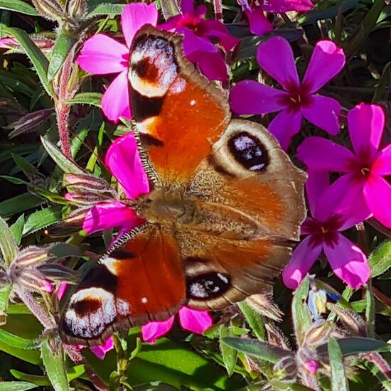 Aglais io: Animal in habitat Garden in the NatureSpots App