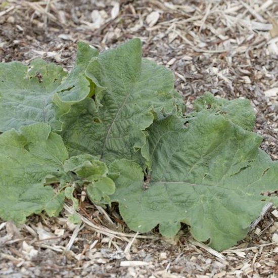 Arctium: Plant in habitat Road or Transportation in the NatureSpots App