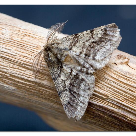 Schwarzfühler-Dickleibspanner: Tier im Habitat Garten in der NatureSpots App