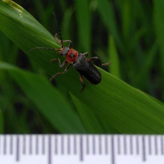 Cantharis fusca: Animal in habitat Crop cultivation in the NatureSpots App