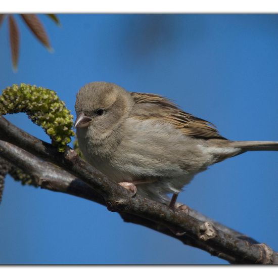 Eurasian Collared Dove: Animal in habitat Garden in the NatureSpots App