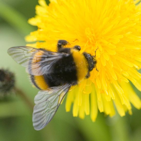 Dunkle Erdhummel: Tier im Habitat Garten in der NatureSpots App