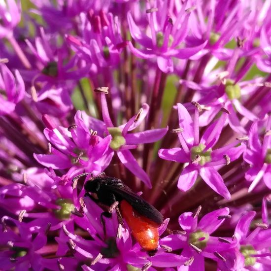 Sphecodes albilabris: Animal in habitat Park in the NatureSpots App