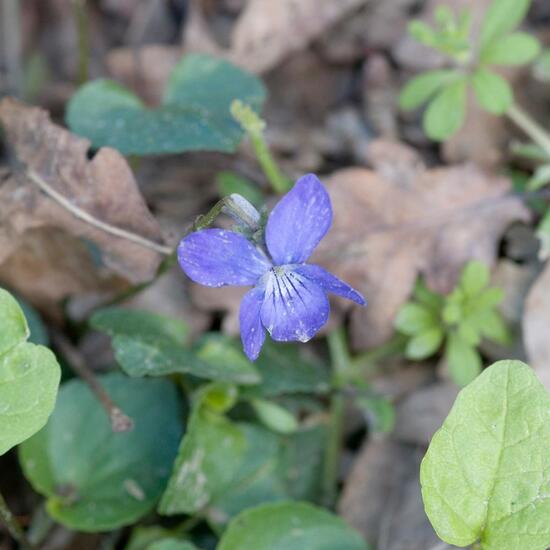 Viola riviniana: Plant in nature in the NatureSpots App