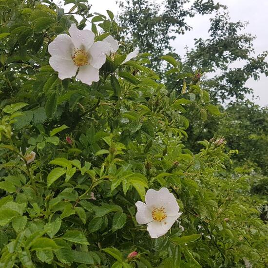 Rosa arvensis: Plant in habitat Shrubland in the NatureSpots App