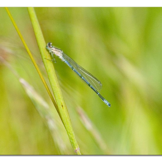 Azure damselfly: Animal in habitat Buffer strip in the NatureSpots App