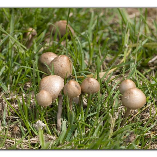 Psilocybe semilanceata: Mushroom in habitat Semi-natural grassland in the NatureSpots App