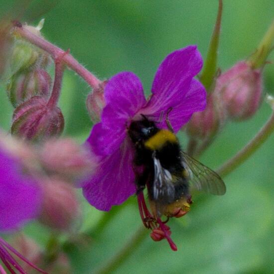 Early bumblebee: Animal in habitat Garden in the NatureSpots App