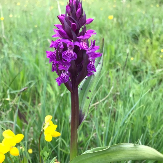 Breitblättriges Knabenkraut: Pflanze im Habitat Sumpf in der NatureSpots App