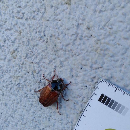 Feldmaikäfer: Tier im Habitat Strasse/Verkehr in der NatureSpots App