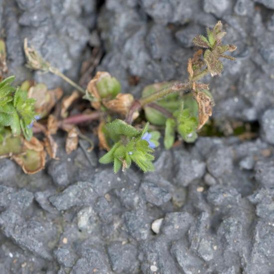 Feld-Ehrenpreis: Pflanze im Habitat Innenstadt in der NatureSpots App