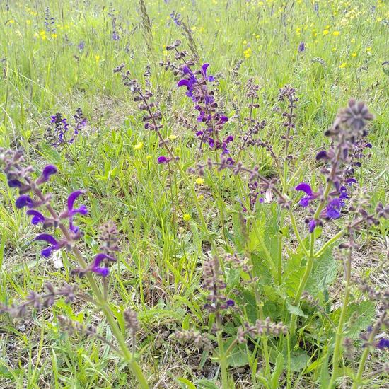 Meadow clary: Plant in habitat Natural Meadow in the NatureSpots App