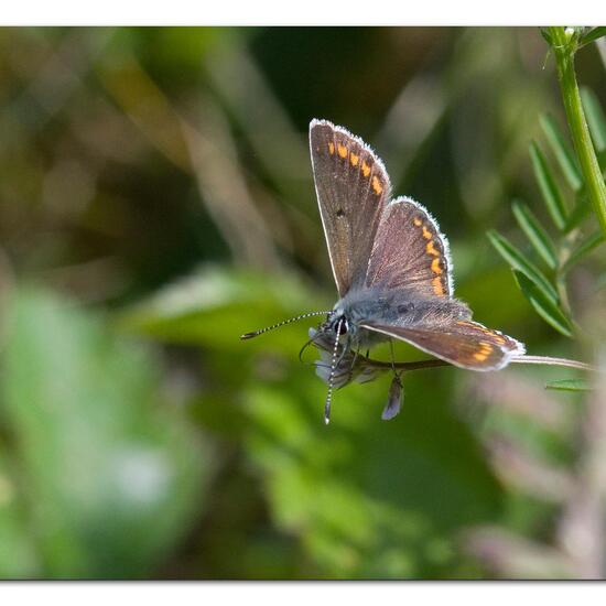 Aricia agestis: Animal in habitat Semi-natural grassland in the NatureSpots App