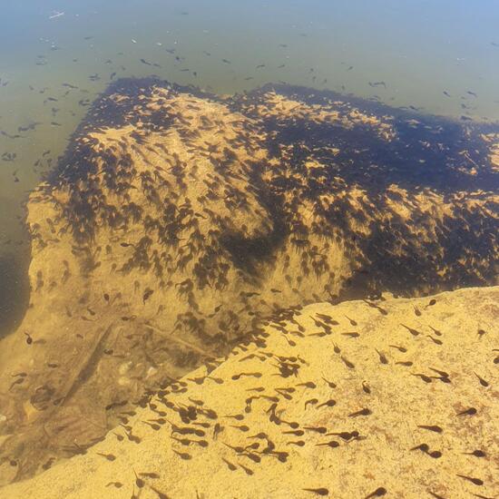 Erdkröte: Tier im Habitat Teich in der NatureSpots App