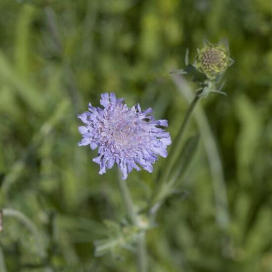 Acker-Witwenblume: Pflanze im Habitat Naturnahe Wiese in der NatureSpots App