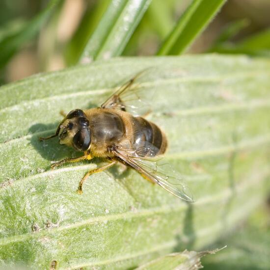 Eristalis tenax: Animal in habitat Forest in the NatureSpots App