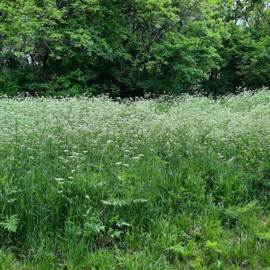 Anthriscus sylvestris: Plant in habitat Park in the NatureSpots App