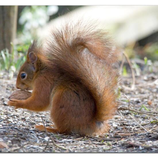 Red Squirrel: Animal in habitat Backyard in the NatureSpots App