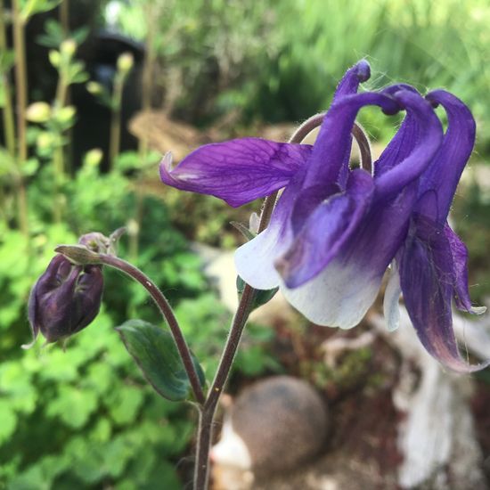 Aquilegia vulgaris: Plant in habitat Garden in the NatureSpots App