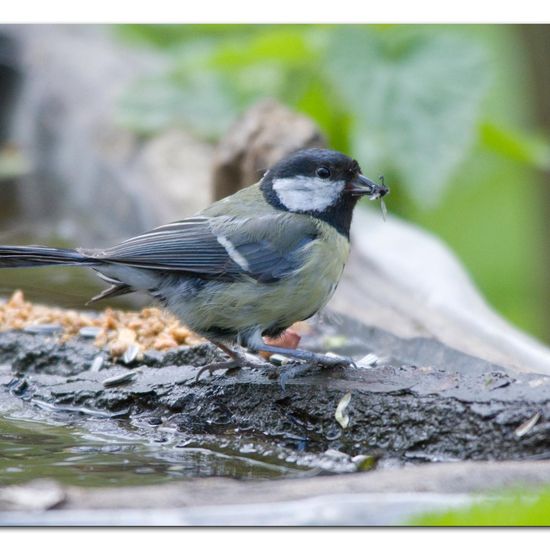 Kohlmeise: Tier im Habitat Hinterhof in der NatureSpots App