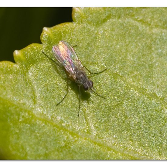 Coenosia rubriceps: Tier im Habitat Garten in der NatureSpots App