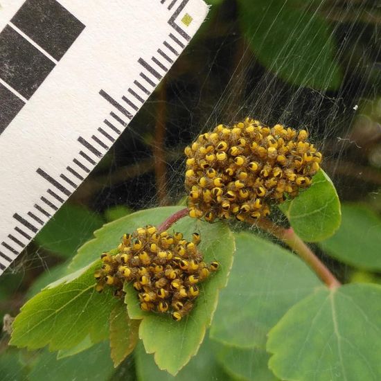 Gartenkreuzspinne: Tier im Habitat Hecke/Blumenbeet in der NatureSpots App