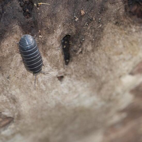 Armadillidium vulgare: Animal in habitat Forest in the NatureSpots App