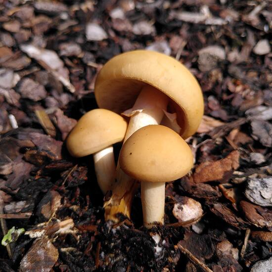 Agrocybe praecox: Mushroom in habitat Flowerbed in the NatureSpots App