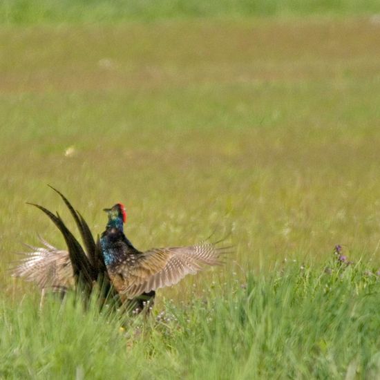 Green Pheasant: Animal in habitat Agricultural meadow in the NatureSpots App