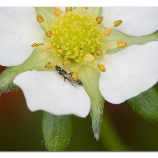 Bethylus boops: Tier im Habitat Garten in der NatureSpots App