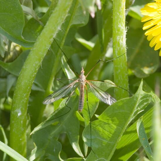 Tipula vernalis: Animal in habitat Semi-natural grassland in the NatureSpots App