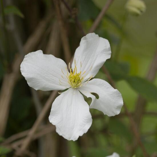 Clematis montana: Pflanze im Habitat Stadt und Garten in der NatureSpots App