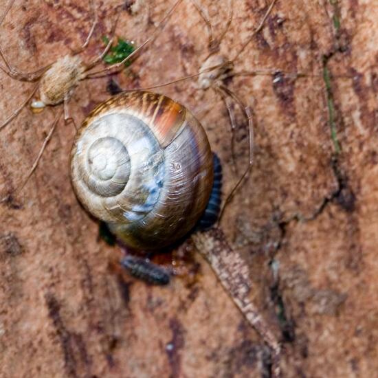 Gefleckte Schnirkelschnecke: Tier im Habitat Halb-natürliches Grasland in der NatureSpots App