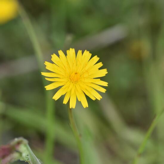 Gewöhnliches Ferkelkraut: Pflanze in der Natur in der NatureSpots App