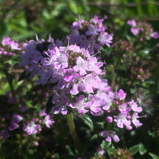 Bohnenkräuter: Pflanze im Habitat Garten in der NatureSpots App