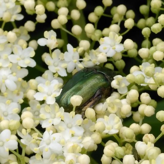 Goldglänzender Rosenkäfer: Tier im Habitat Hecke/Blumenbeet in der NatureSpots App